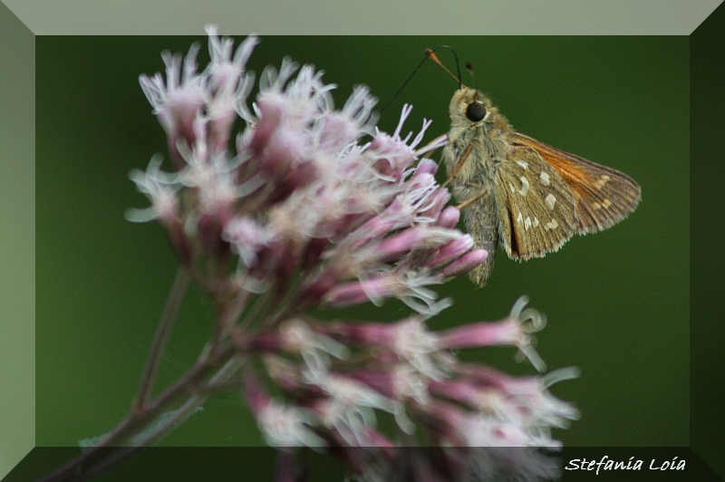 Hesperia comma